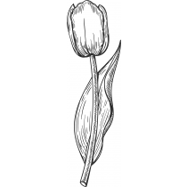 Tulip Stamp